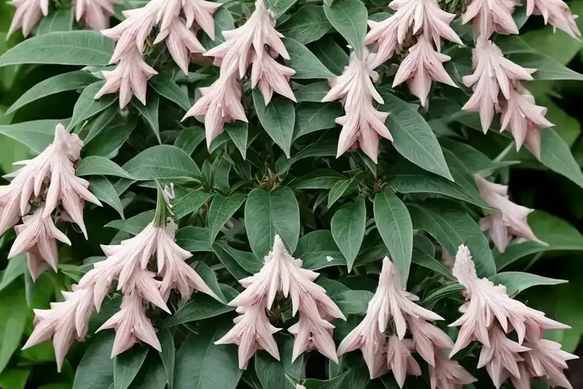 Japanese pieris (pieris japonica) — photo 3