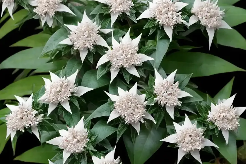 Japanese pieris (pieris japonica) — photo 2