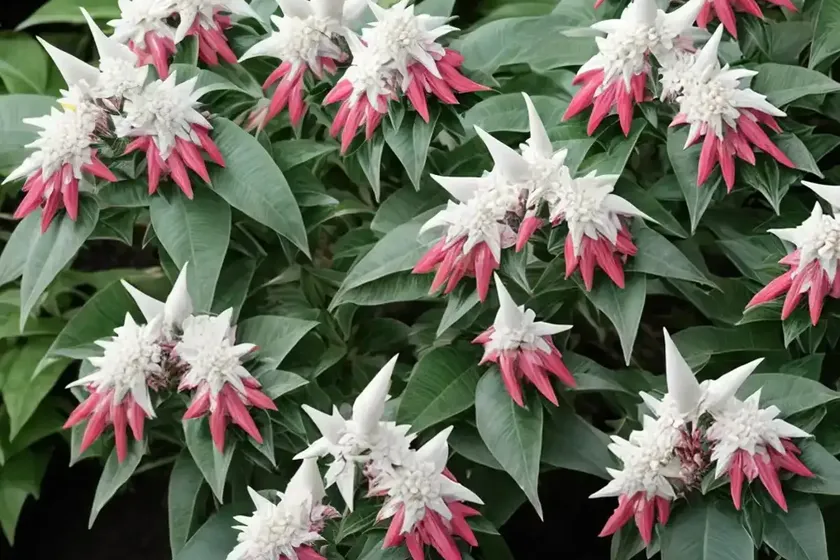 Japanese pieris (pieris japonica) — photo 3