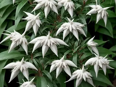 Japanese Pieris (Pieris Japonica)