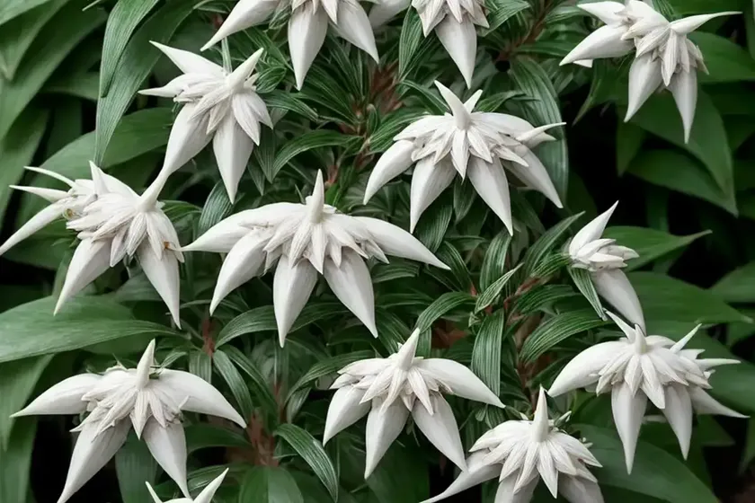Japanese pieris (pieris japonica)