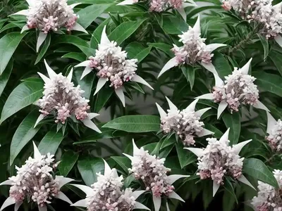 Japanese Pieris (Pieris Japonica)