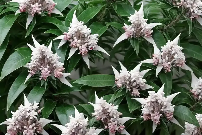 Japanese pieris (pieris japonica)