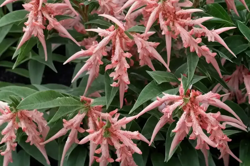Japanese pieris (pieris japonica ‘mountain fire’) — photo 2