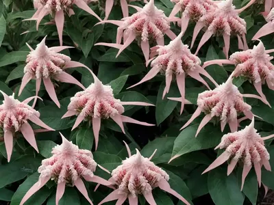 Japanese Pieris (Pieris Japonica ‘Mountain Fire’)