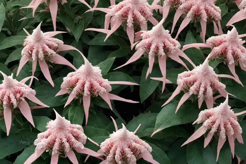 Japanese pieris (pieris japonica ‘mountain fire’)