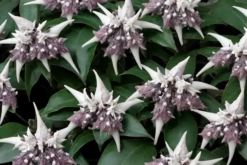 Japanese pieris (pieris japonica ‘nocturne’) — photo 3