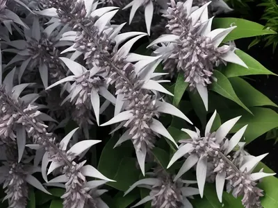 Japanese Pieris (Pieris Japonica ‘Nocturne’)