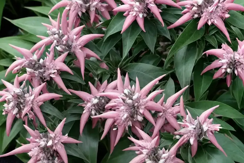 Japanese pieris (pieris japonica ‘prelude’) — photo 2