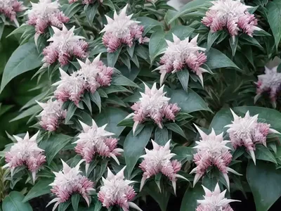 Japanese Pieris (Pieris Japonica ‘Prelude’)