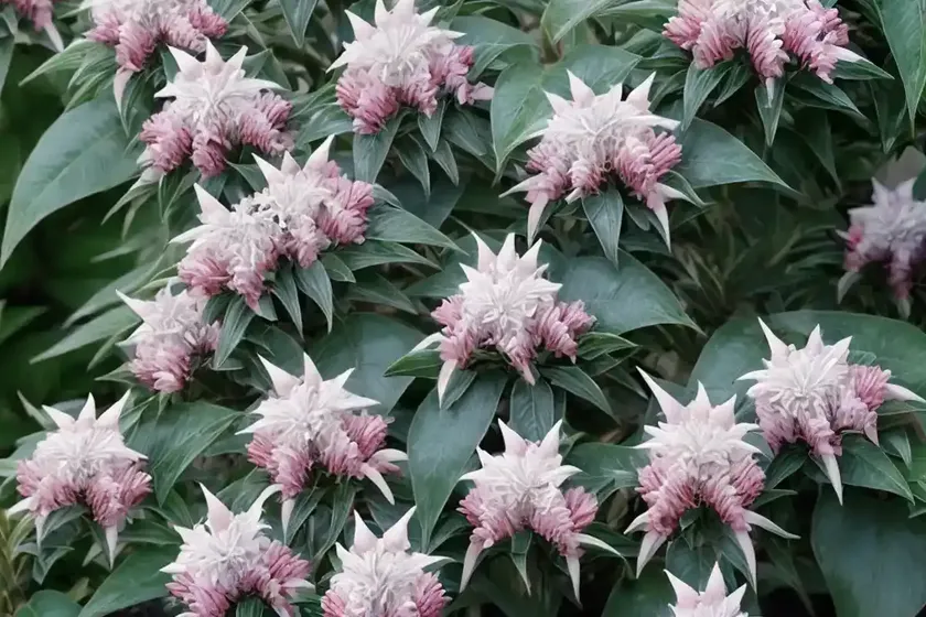 Japanese pieris (pieris japonica ‘prelude’)