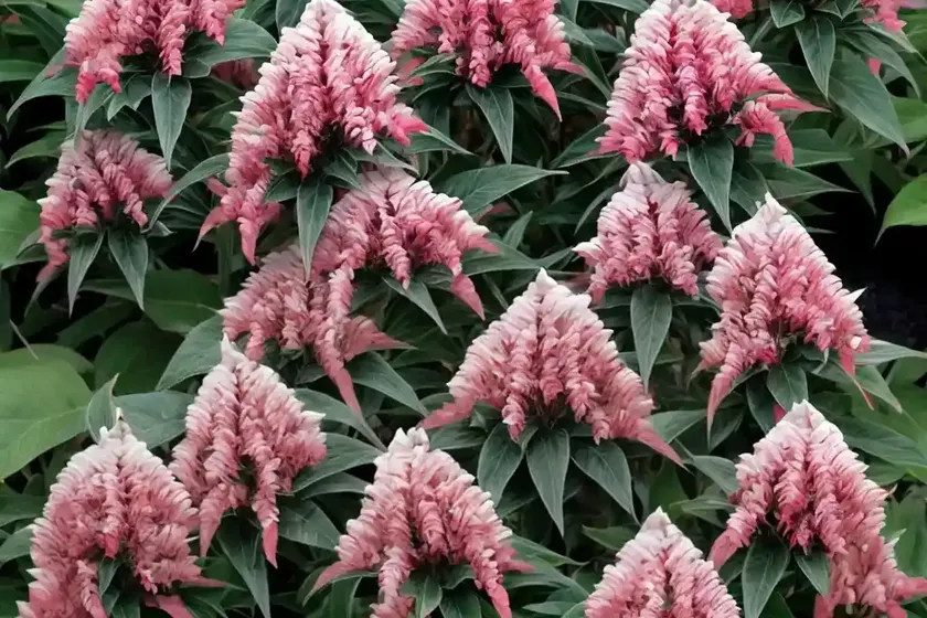 Japanese pieris (pieris japonica ‘red mill’) — photo 2