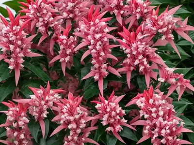 Japanese Pieris (Pieris Japonica ‘Red Mill’)