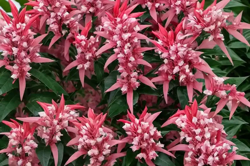Japanese pieris (pieris japonica ‘red mill’)