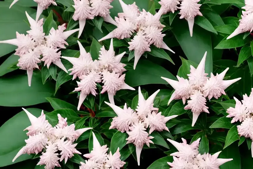 Japanese pieris (pieris japonica ‘shojo’) — photo 2