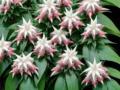 Japanese Pieris (Pieris Japonica ‘Shojo’)