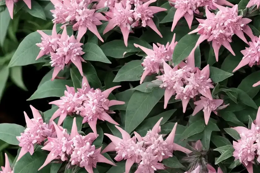 Japanese pieris (pieris japonica ‘valley valentine’) — photo 2