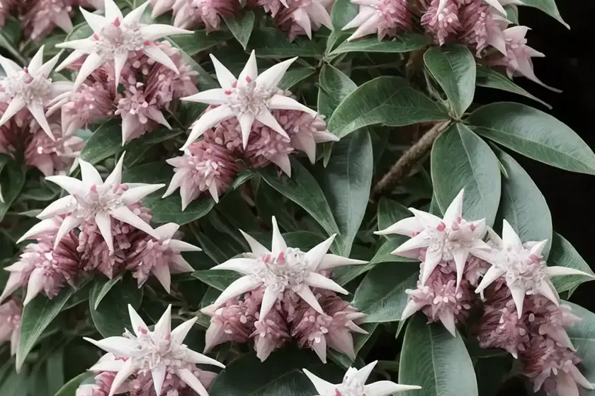 Japanese pieris (pieris japonica ‘valley valentine’) — photo 3