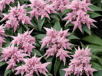 Japanese Pieris (Pieris Japonica ‘Valley Valentine’)