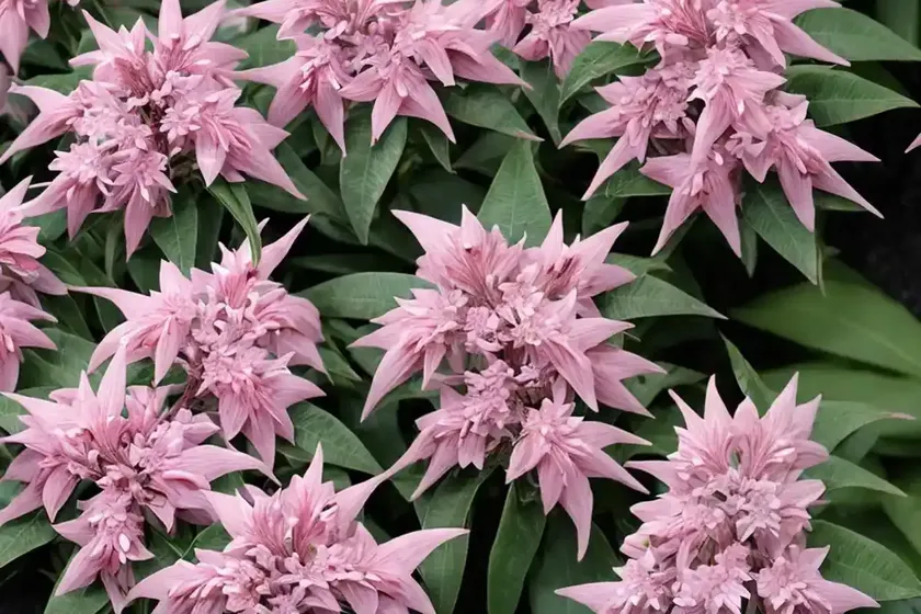 Japanese pieris (pieris japonica ‘valley valentine’)