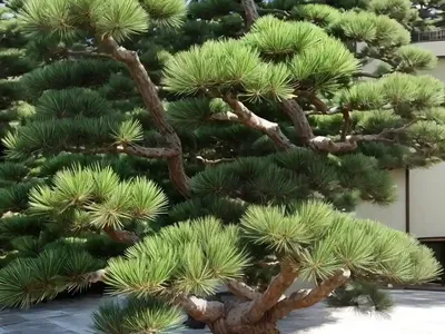 Japanese Pine (Pinus Thunbergii)