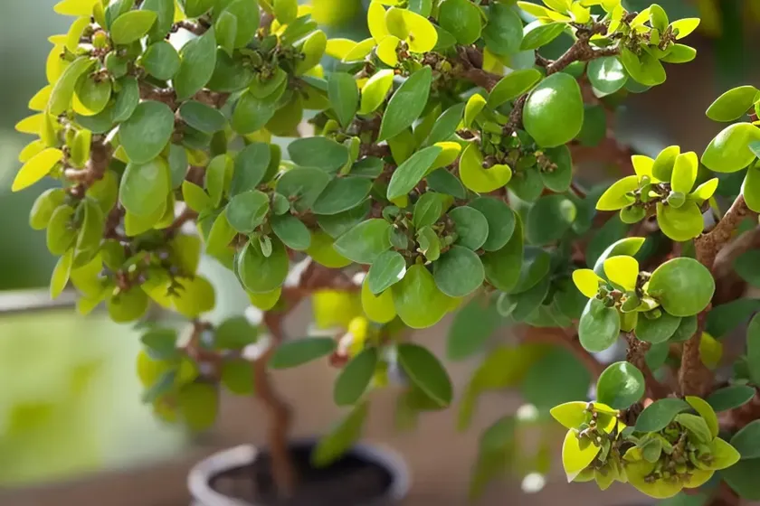Japanese pittosporum (pittosporum tobira) — photo 2