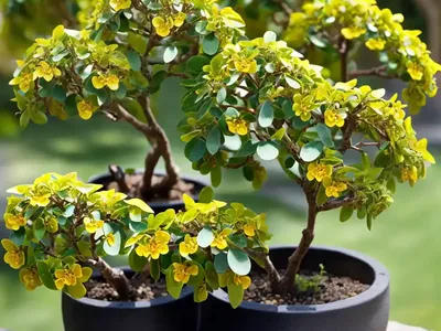 Japanese Pittosporum (Pittosporum Tobira)