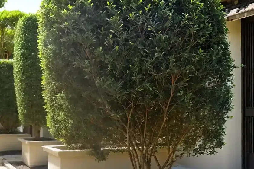 Japanese privet (ligustrum japonicum) — photo 3