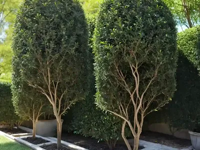 Japanese Privet (Ligustrum Japonicum)
