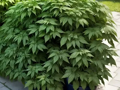 Japanese Spikenard (Aralia Cordata)
