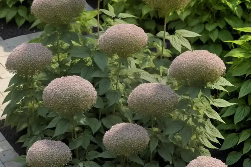 Japanese spikenard (aralia cordata ‘sun king’) — photo 3