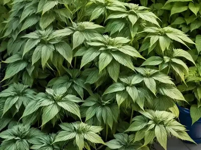 Japanese Spikenard (Aralia Cordata ‘Sun King’)