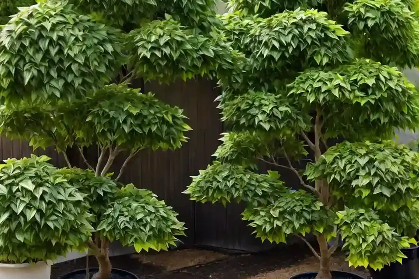 Japanese spindletree (euonymus japonicus) — photo 2