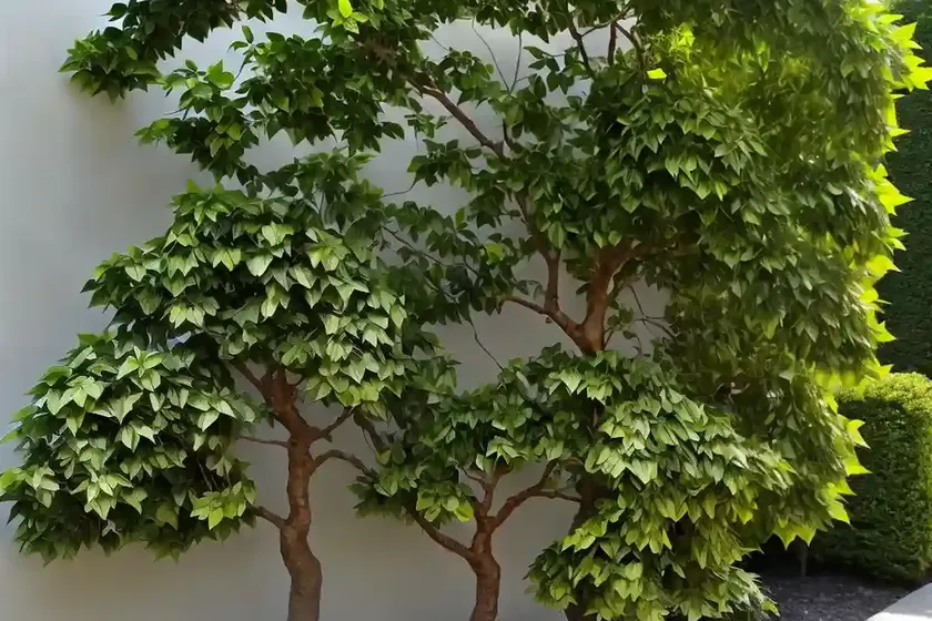 Japanese spindletree (euonymus japonicus) — photo 3