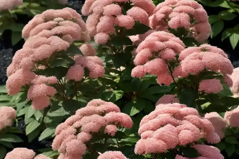 Japanese spirea (spiraea japonica ‘nana’) — photo 3