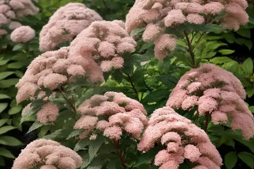 Japanese spirea (spiraea japonica var. albiflora) — photo 2