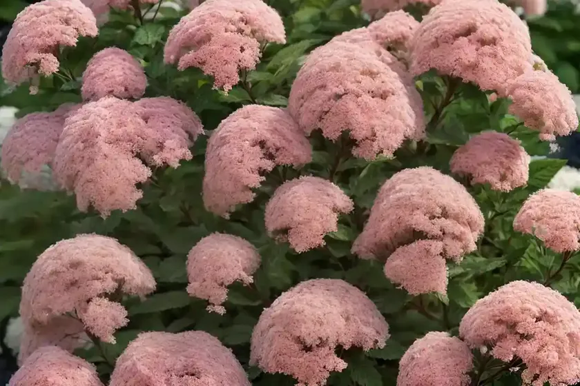 Japanese spirea (spiraea japonica var. albiflora) — photo 3