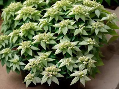 Japanese Spurge (Pachysandra Terminalis)