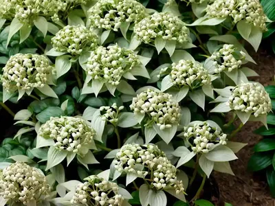 Japanese Spurge (Pachysandra Terminalis ‘Variegata’)