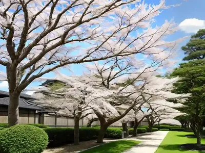 Japanese Zelkova (Zelkova Serrata)