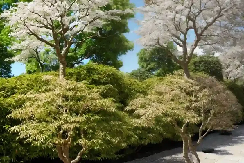 Japanese zelkova (zelkova serrata ‘goblin’) — photo 2