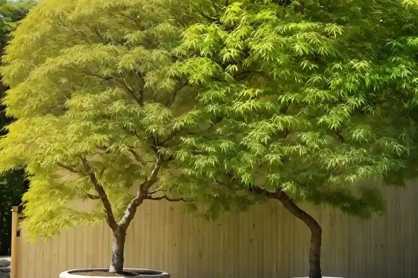 Japanese zelkova (zelkova serrata ‘green vase’) — photo 2