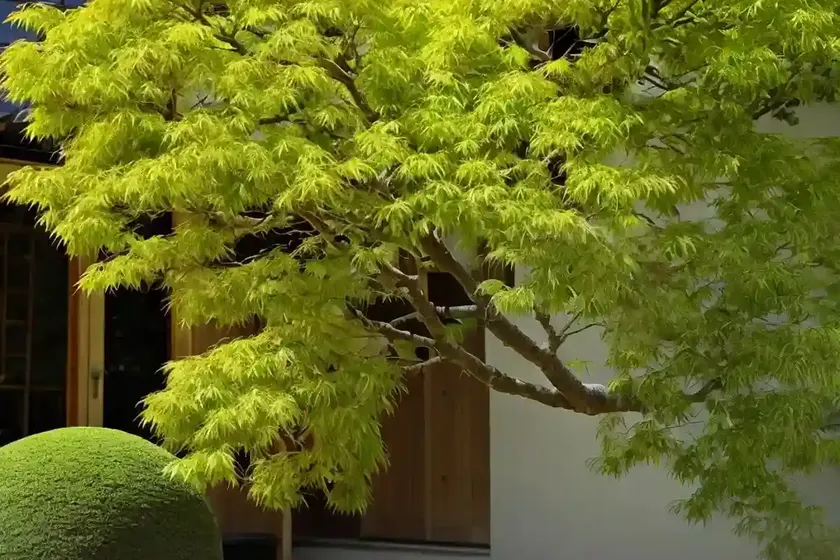 Japanese zelkova (zelkova serrata ‘green vase’) — photo 3