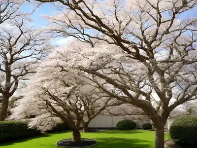 Japanese Zelkova (Zelkova Serrata ‘Village Green’)