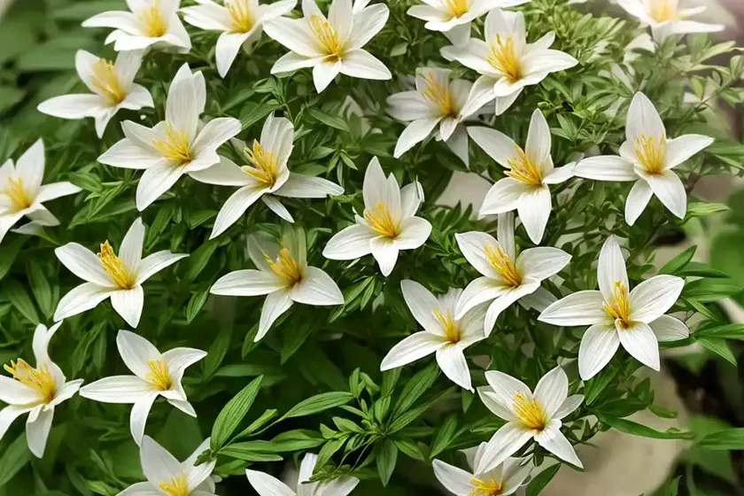 Jasminum officinale (common jasmine) — photo 3