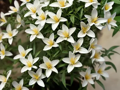 Jasminum Officinale (Common Jasmine)