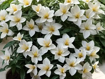 Jasminum Sambac ‘Grand Duke Of Tuscany’ (Arabian Jasmine)