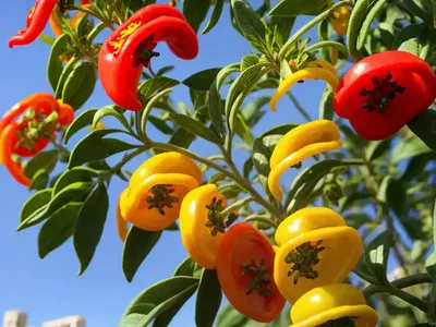 Jerusalem Cherry (Solanum Pseudocapsicum)
