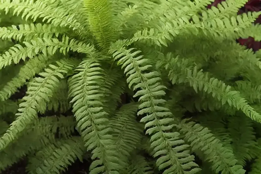 Jesters crown fern (nephrolepis ‘jesters crown fern’) — photo 2