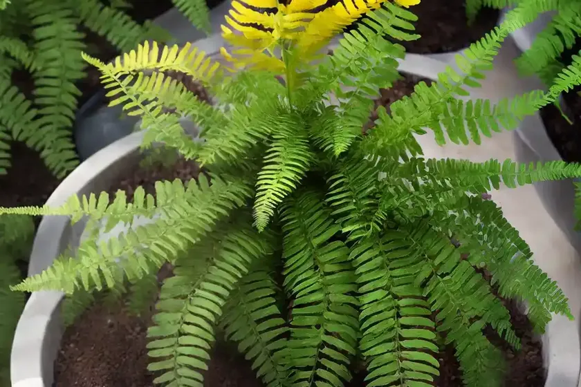 Jesters crown fern (nephrolepis ‘jesters crown fern’) — photo 3